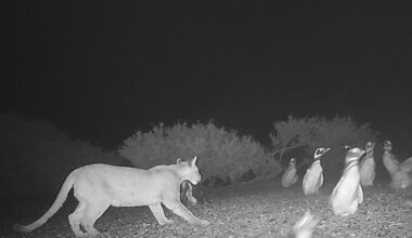 Puma hunting Magellanic penguins