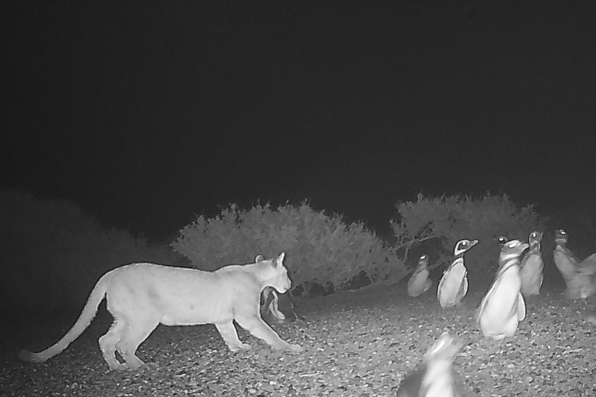 Puma hunting Magellanic penguins