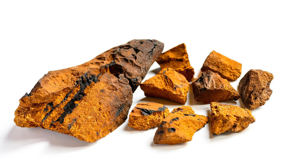 Chaga mushroom (Photo: Shutterstock/ASPA creative) פטריות מרפא