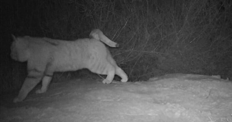 A bobcat walks across a snowy ground at night, captured in black and white by a trail camera. Dense brush fills the background.