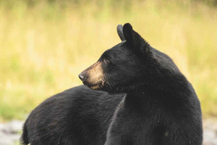 The Florida Wildlife Corridor is giving species such as the black bear room to roam