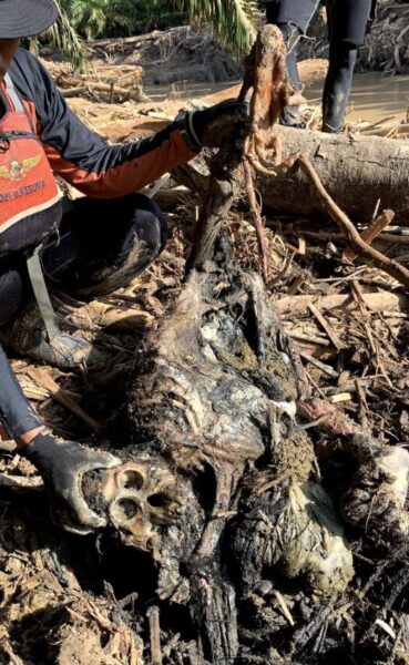 A Tapanuli orangutan skeleton found in the mud in North Sumatra.