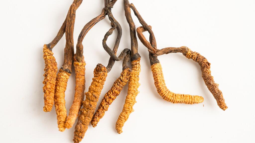 The cordyceps mushroom (Photo: Shutterstock/ASPA creative) פטריות מרפא