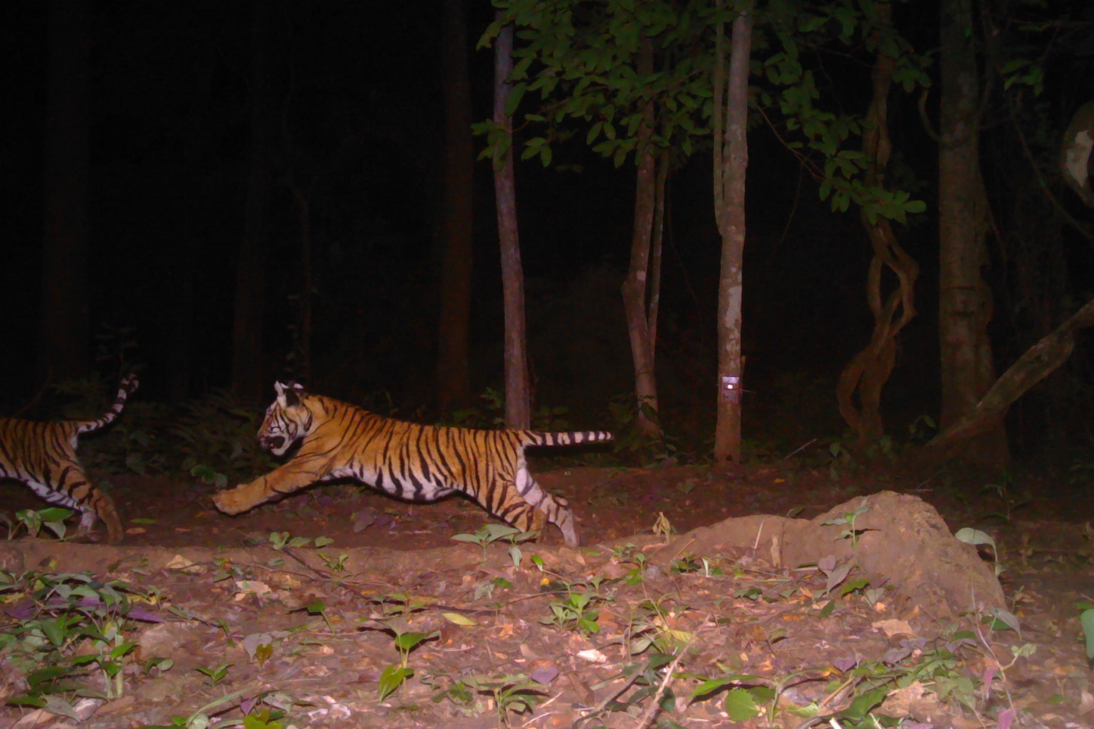 The cubs of tiger TWT128F playfully running around in the Salakpra Wildlife Sanctuary.