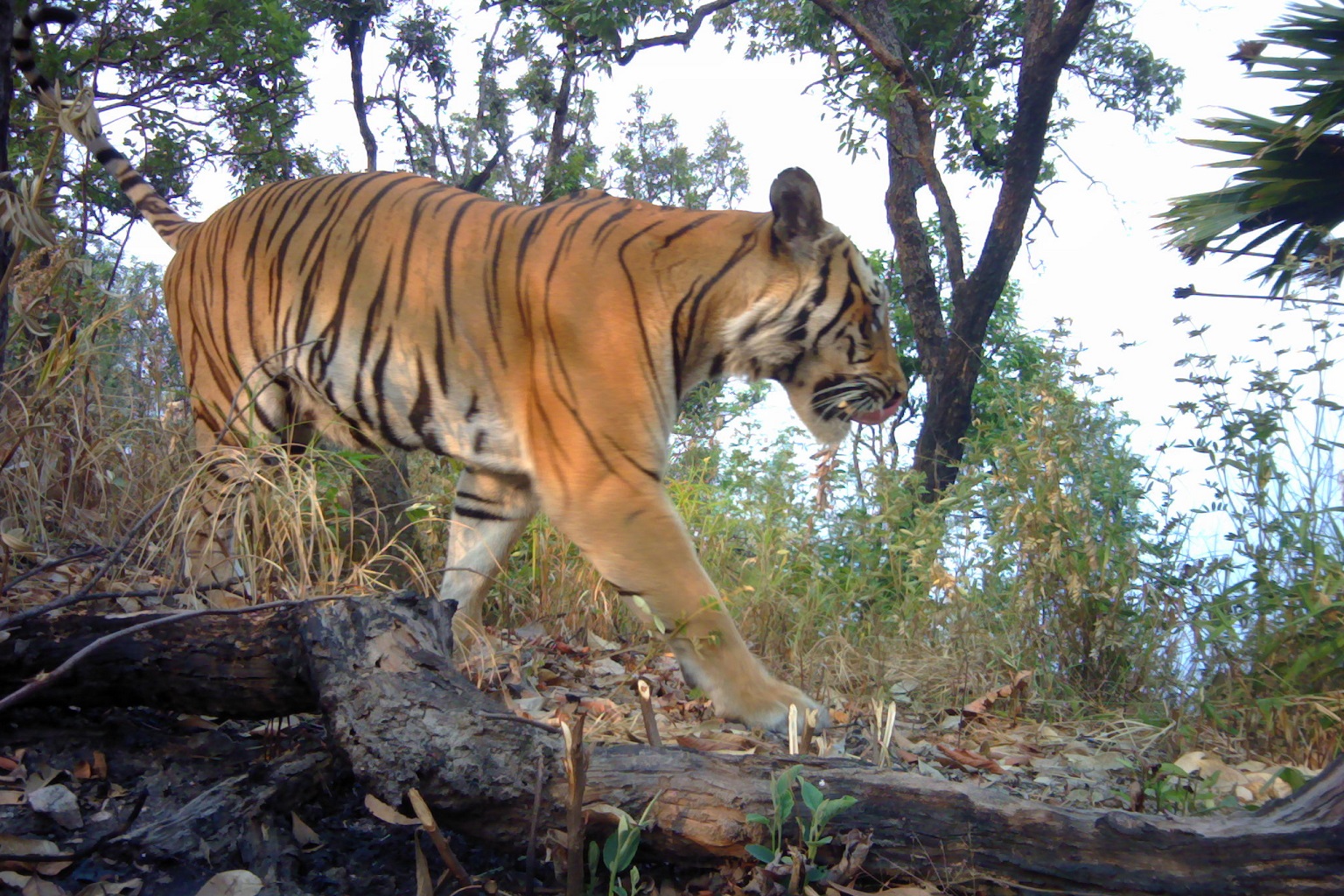 In 2020 a tiger was found by camera trap at Sisawat Non-Hunting area. He was identified as TWT130M, a tiger that traveled from the north. This finding showed us that tigers use the Sisawat Non-hunting area to move south to the southern part of the Western Forest Complex (WEFCOM). This image served as important evidence demonstrating how important this region is to tiger conservation and movements. 