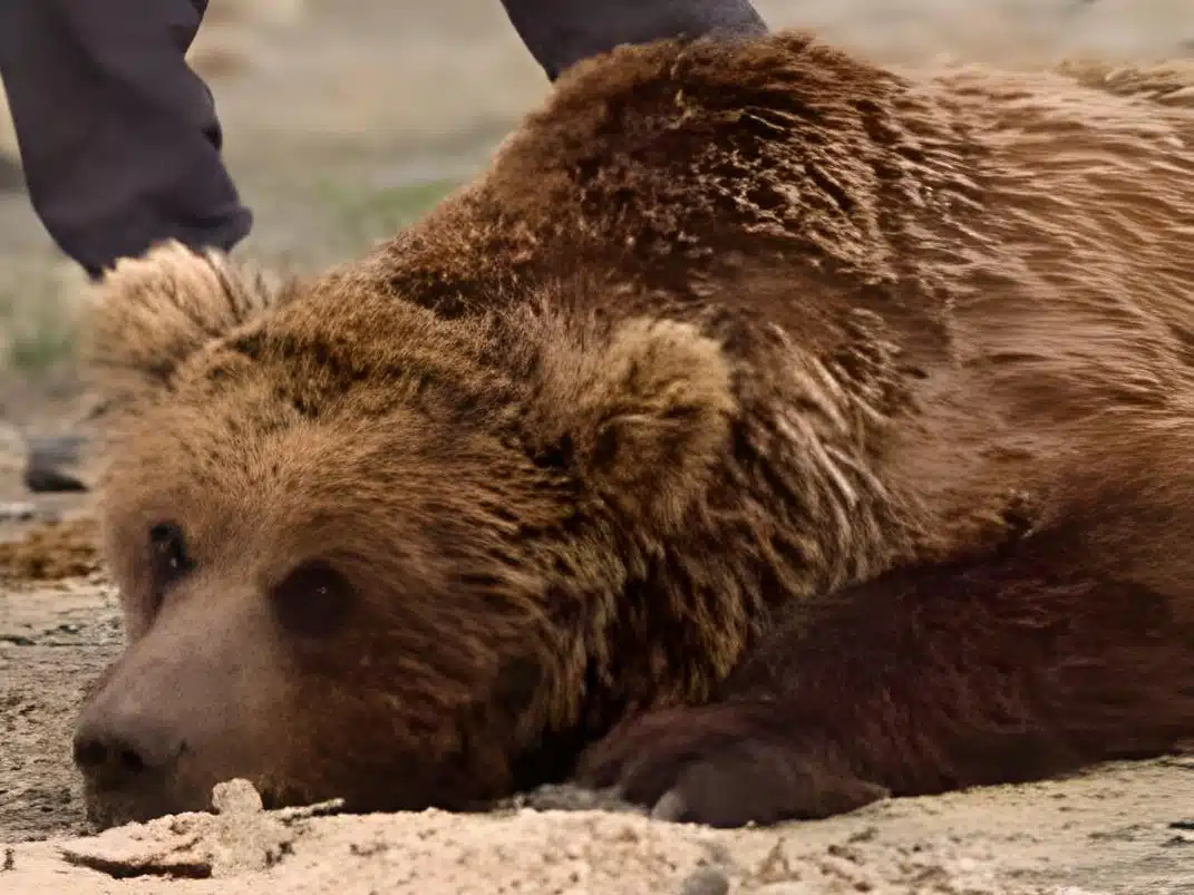The Gobi Bear (ursus Arctos Gobiensis)