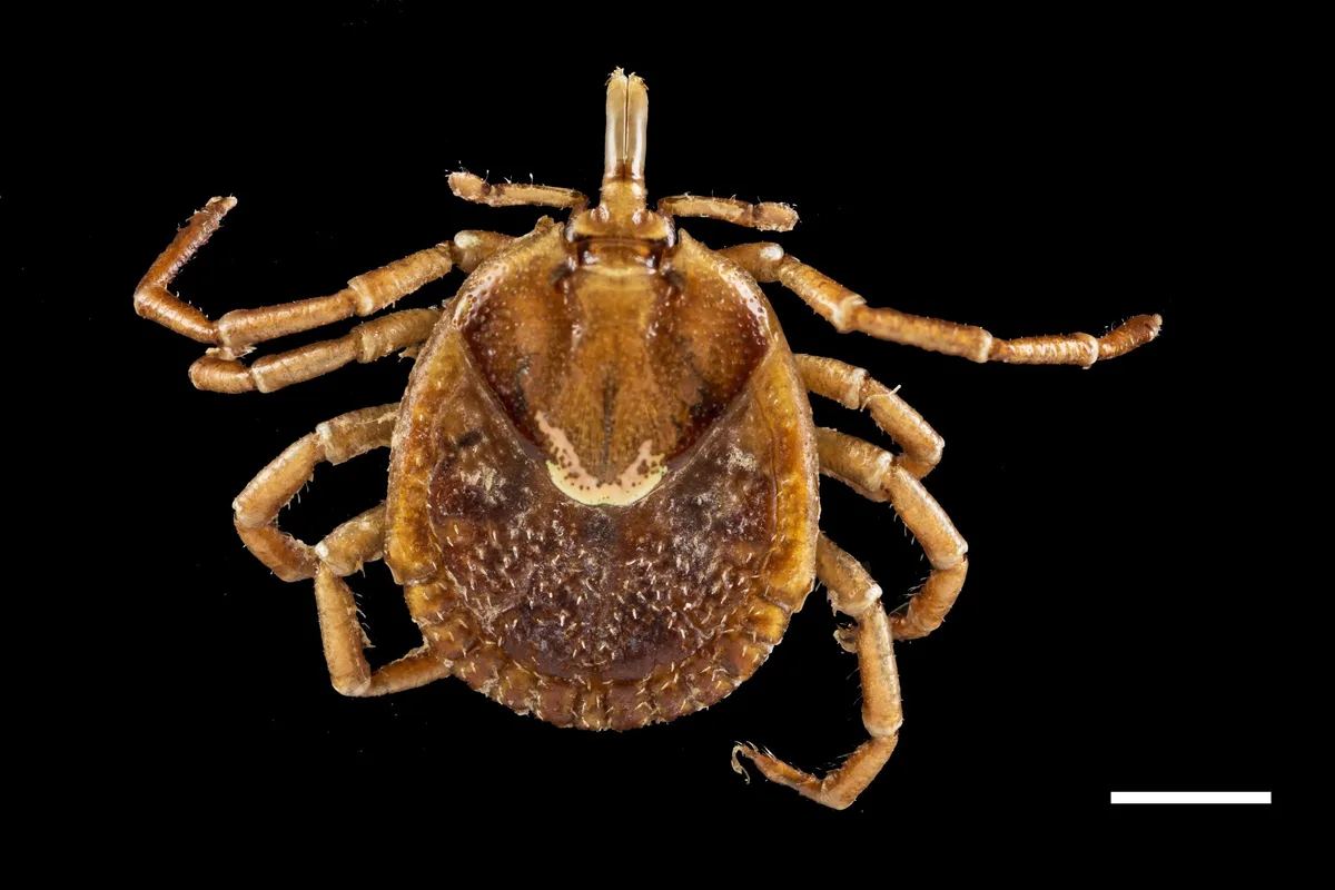 Tick dorsal