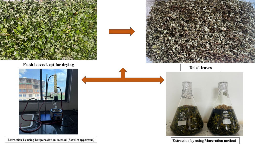 Researchers discover potent anticancer properties in little-known indigenous herb from Meghalaya