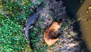 Why Capybaras Hang Out With Crocodiles In The Wild