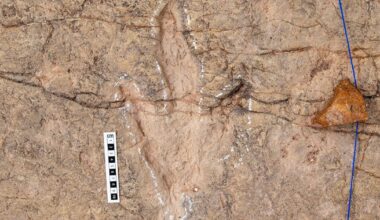 Scientists document over 16,000 footprints in the world’s most extensive dinosaur tracksite - CTV News