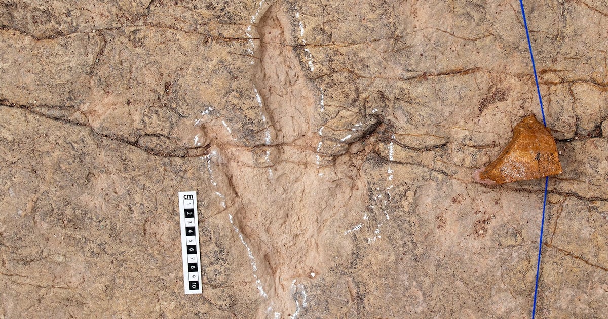Scientists document over 16,000 footprints in the world’s most extensive dinosaur tracksite - CTV News