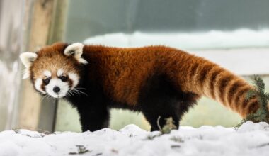 How the Toronto Zoo helps its animals thrive during Canada’s 4 seasons