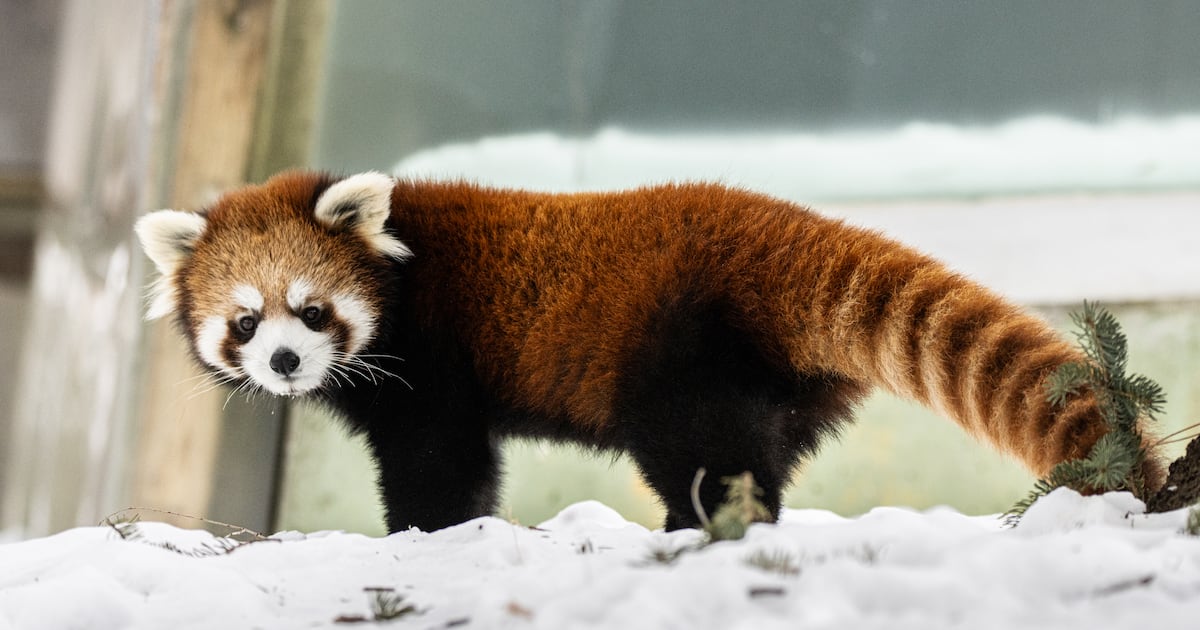 How the Toronto Zoo helps its animals thrive during Canada’s 4 seasons