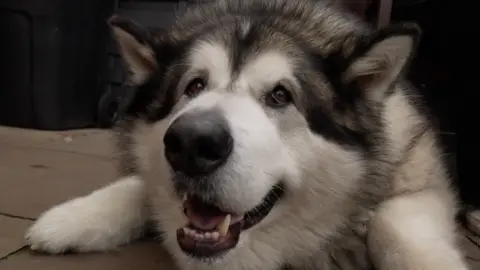 BBC Mal the dog laid down. He is a large white and black fluffy dog with a big black nose and brown eyes. He has his mouth open.