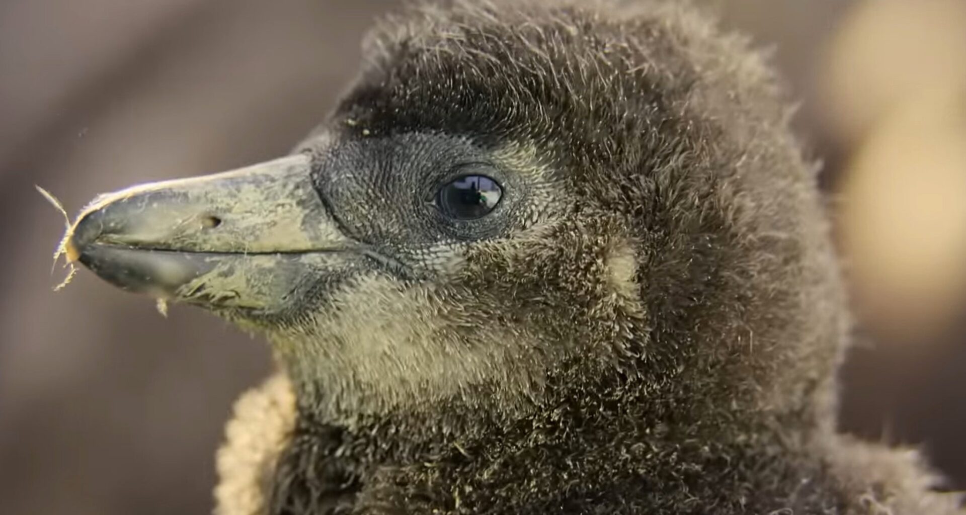 Watch Cute Baby Penguins Learn to Interact In Nursery on Apple TV Wildlife Series