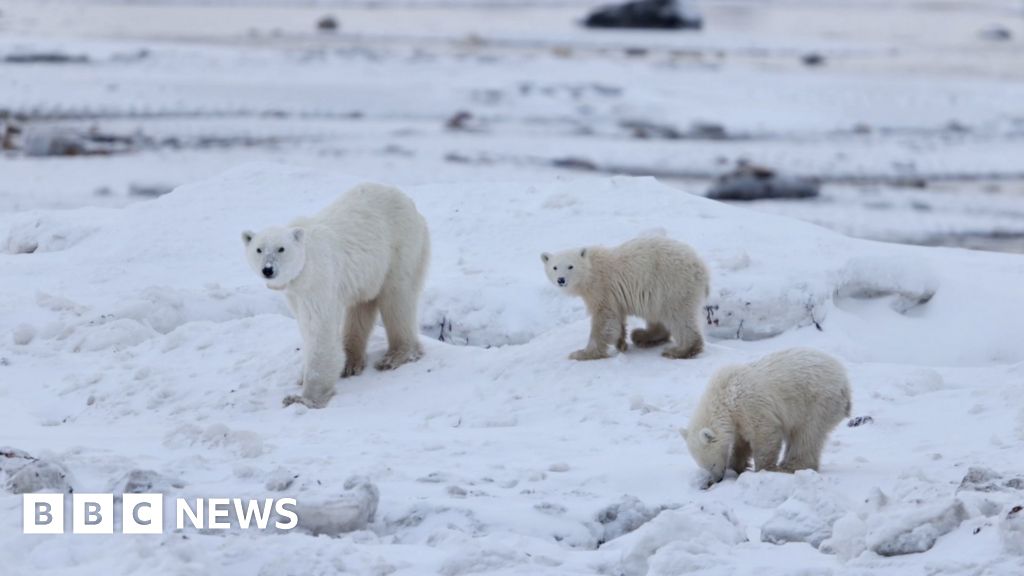 Mother polar bear seen interacting with adopted cub