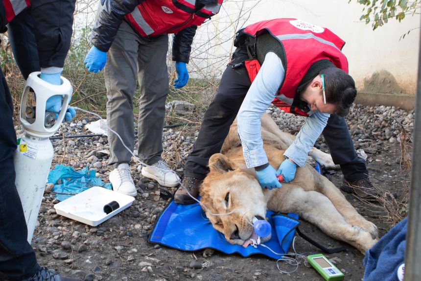 In this photo, released on Tuesday, Dec. 16, 2025 by Four Paws, veterinarians prepare Erion, a three-year-old lion for its transportation from Tirana to Germany after its illegal keeping in Albania.