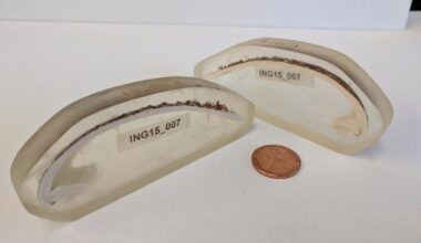 An Ocean Quahog Clam Called Ming Was Once The World's Oldest Individual Animal. In 2006, Humans Accidentally Killed It.