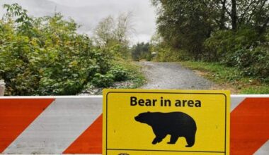 Bear cub rescued in northern B.C. expected to live