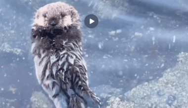 Watch this adorable baby sea otter learning to float on its own. What happened next is heartbreaking...