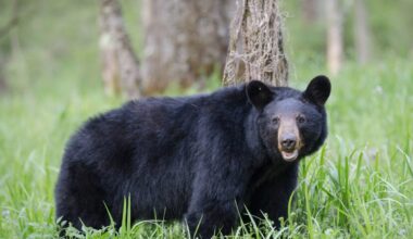 An adult black bear in Cades Cove Valley Great Smokey Mountains National Park in Tennessee