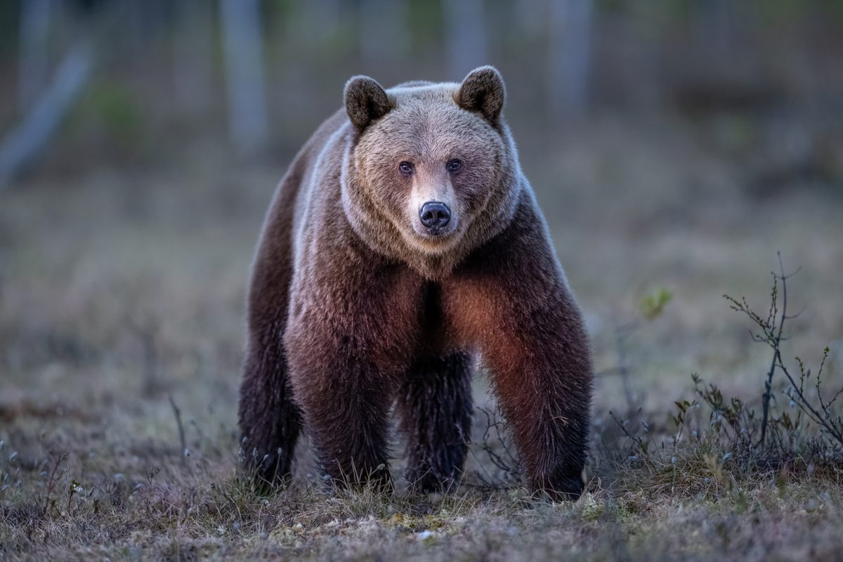 The brown bear (Ursus arctos) is a large bear species found across Eurasia and North America.