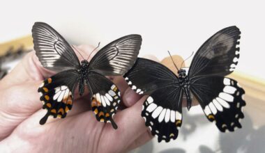 'Supergene' helps butterflies mimic wing patterns to stay safe