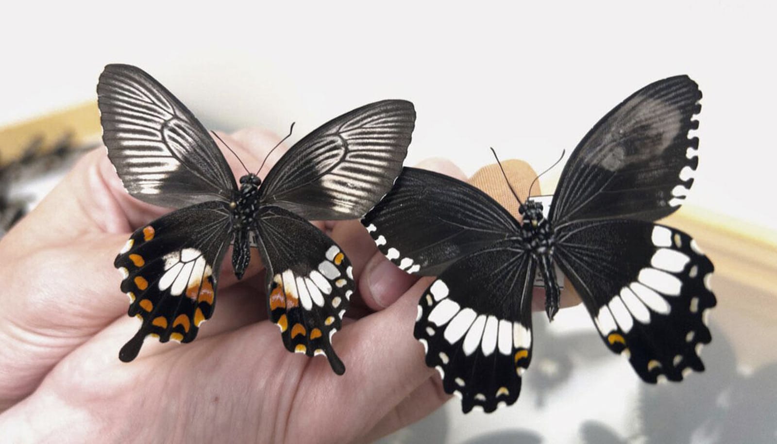 'Supergene' helps butterflies mimic wing patterns to stay safe