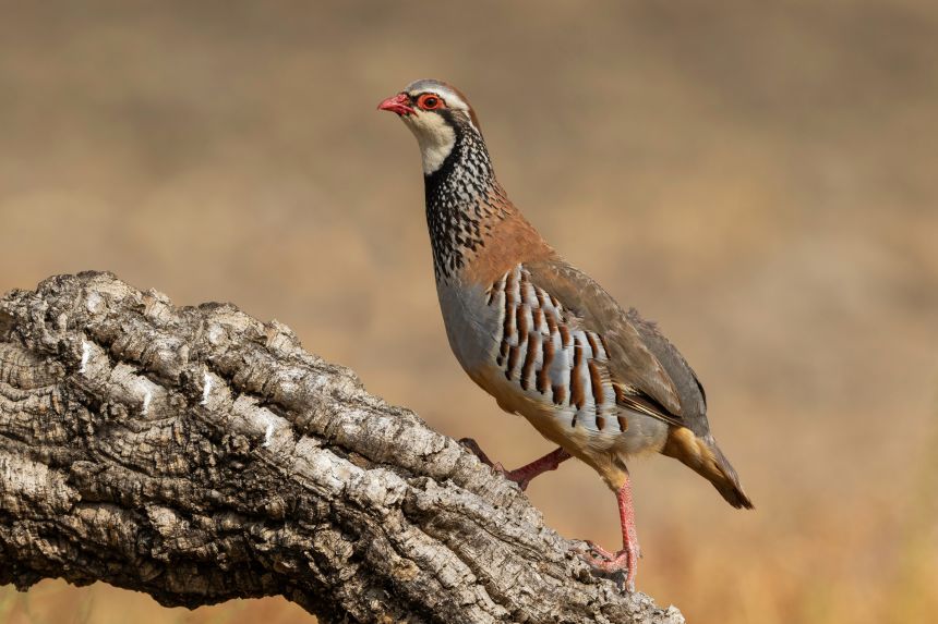 A red legged partridge on a tree. This popular European game bird is rapidly declining in population.
