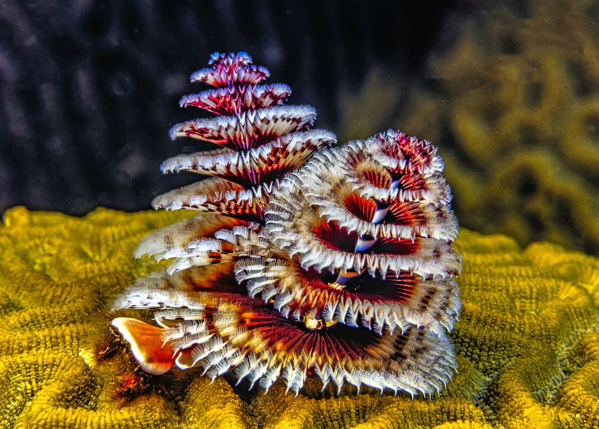 Spirobranchus giganteus, commonly known as Christmas tree worms, are tube-building worms who live on tropical corals.