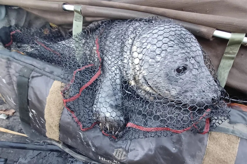 Friends of Horsey Seals Charity Gray seal pup in net
