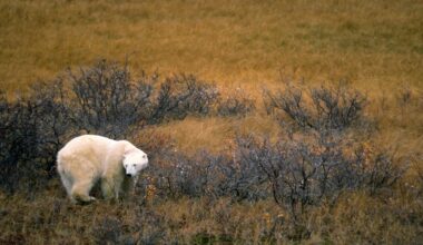 Last Chance Tourism is Letting People See Animals and Places Before It's Too Late