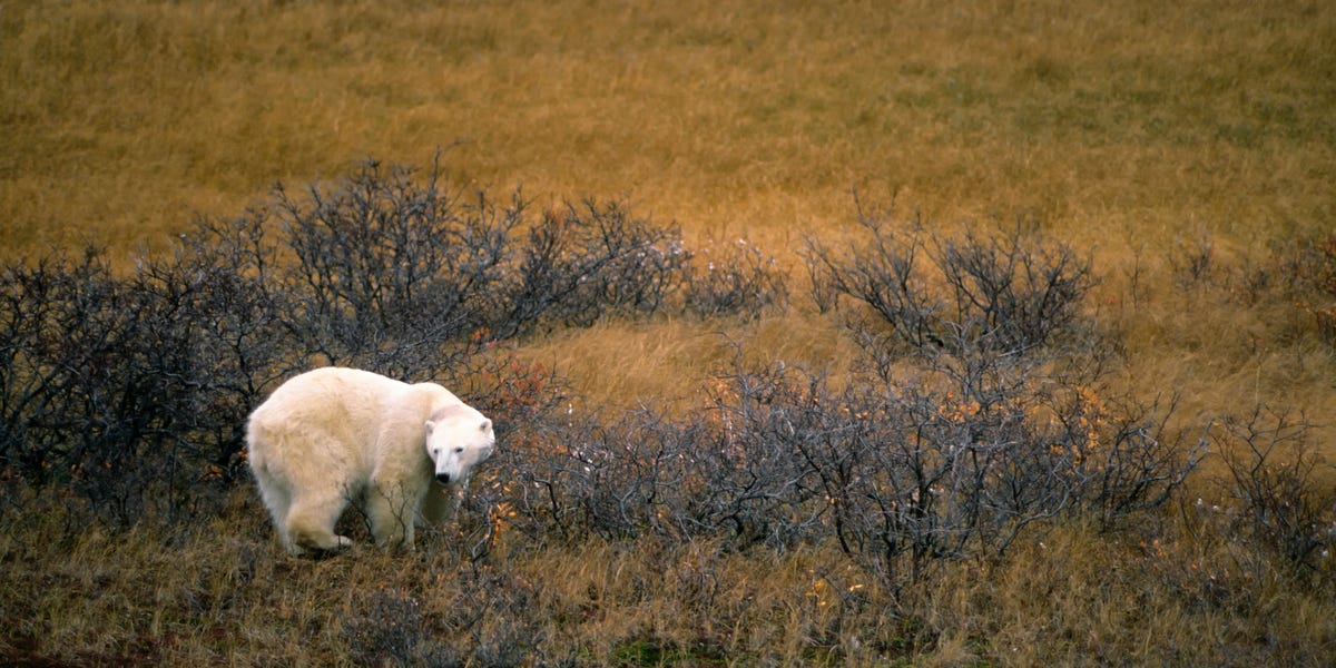 Last Chance Tourism is Letting People See Animals and Places Before It's Too Late
