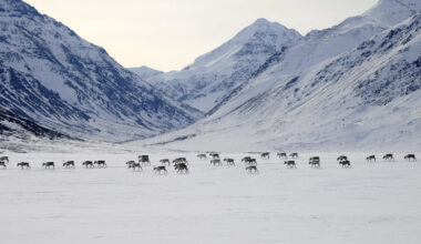 Literary Hub » Nobody Knows Why the Caribou Are Disappearing