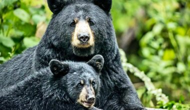 How climate shaped bears, dogs, and more