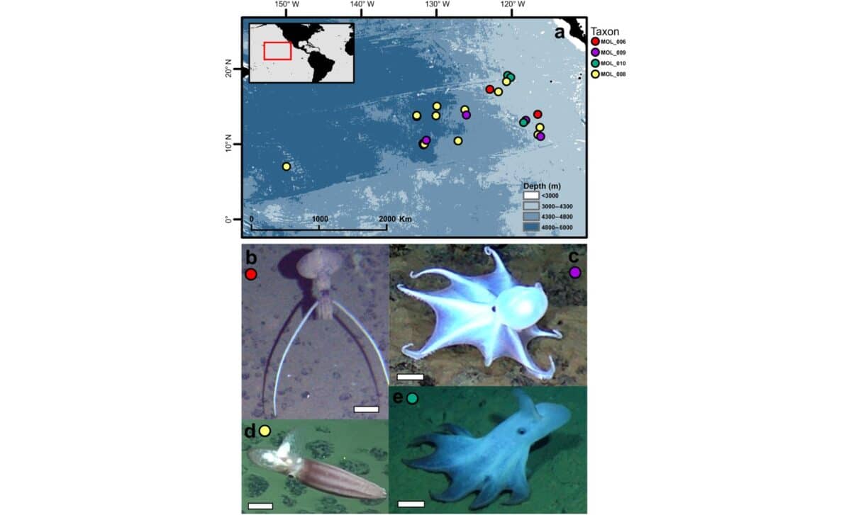 Cephalopod Occurrences At The Abyssal Northeast Pacific ©ecology Journal