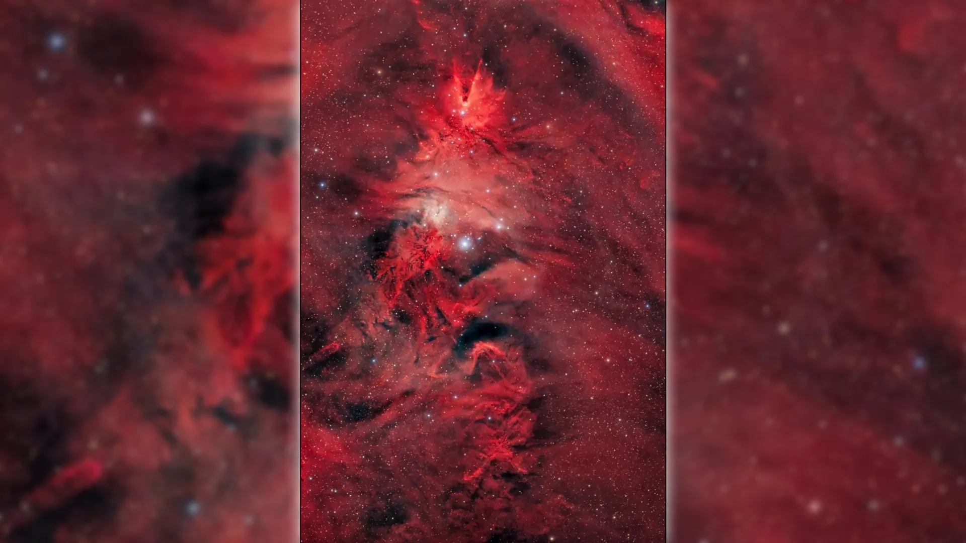 A Christmas Tree in Space