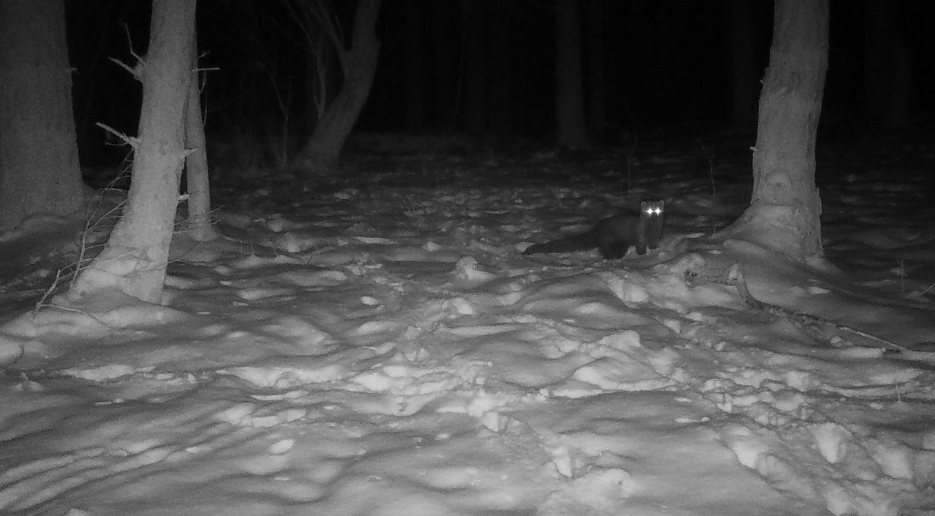 Trail Cam Spotted a Rare Fisher Not Seen in the Cleveland Area Since the 1800s