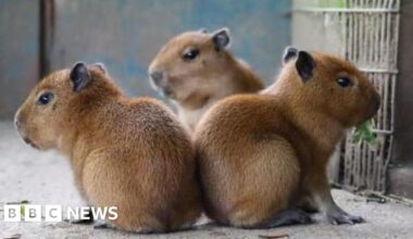 Jersey and Guernsey stories to make you smile