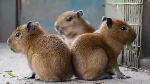 Drusillas Three young capybaras sitting together.