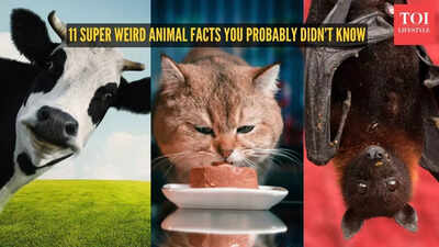 Cows have BFF to whales can drown: 11 super weird animal facts you probably didn't know
