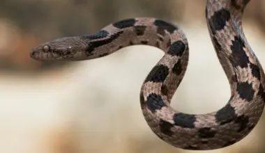 Subscribe Placeholder