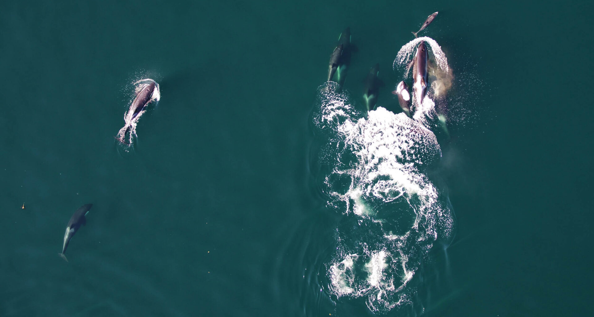 Killer whales and dolphins seen hunting together for the first time
