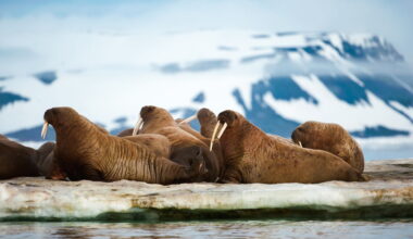 Walruses on Arctic ice