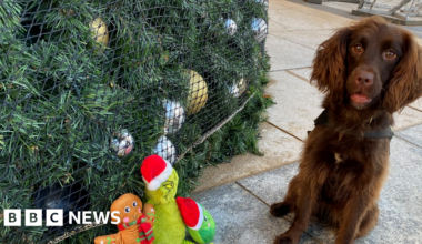The working dogs that don't stop for the festive season