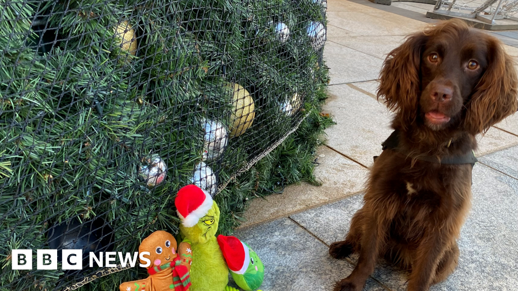 The working dogs that don't stop for the festive season