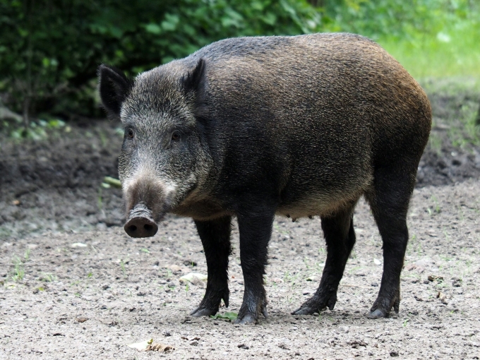 A boar in the wild. Photo by Unsplash