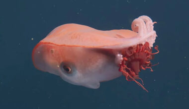 'Rarely Seen' Seven-Arm Octopus Spotted Off California Coast for 4th Time in 4 Decades
