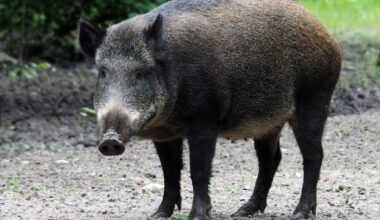 Injured wild boar wanders into home, becomes income source for Chinese owner