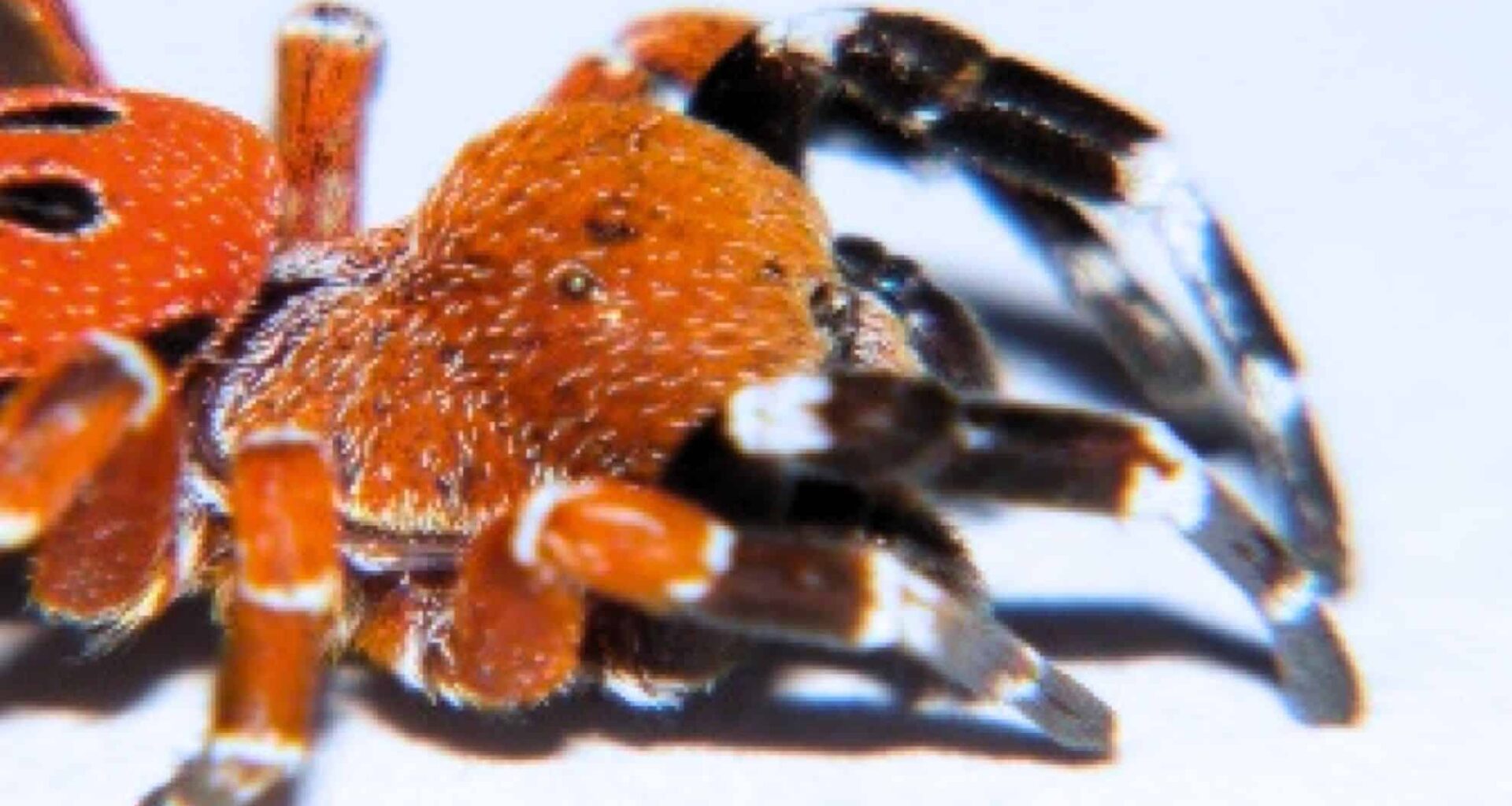 Eresus Rubrocephalus Sp. spider